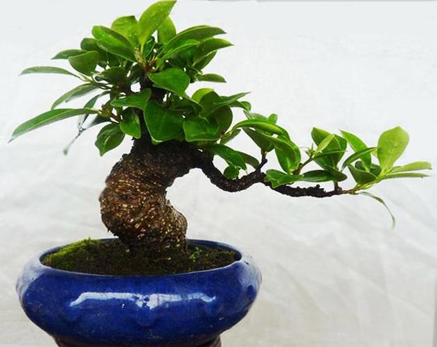 [分享]你知道榕樹(shù)盆景對(duì)辦公人員運(yùn)勢(shì)有何影響嗎?