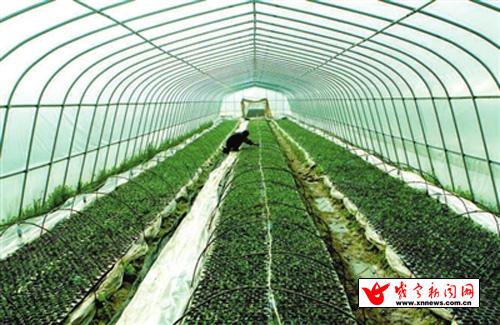 圖文:赤壁市赤壁鎮蔬菜基地 瓜農培育西瓜苗