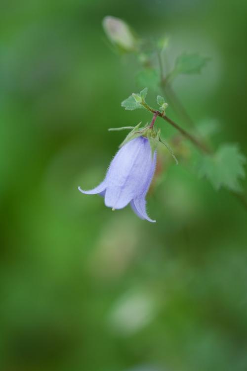 花朵,其他種類(lèi)的植物,君影草,鈴蘭,山谷百合,風(fēng)鈴草,植物花卉鈴蘭花