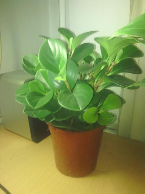 盆栽植物大全及名稱(chēng)(盆栽植物大全及名稱(chēng)及圖片欣賞)