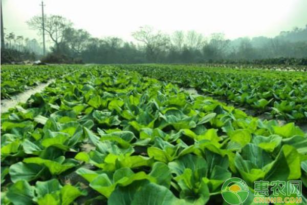 正值春季蔬菜育苗時節(jié),培育壯苗是蔬菜生產(chǎn)開頭的最關鍵環(huán)節(jié).