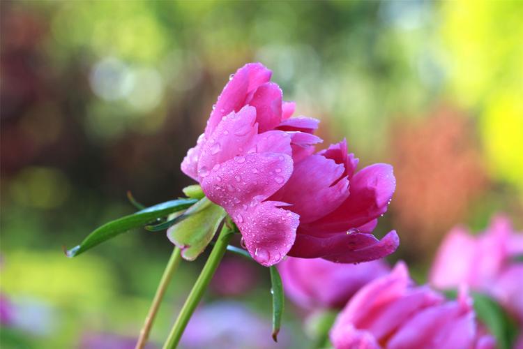雨后的芍藥花圖片花卉花朵芍藥花芍藥將離離草婪尾春余容犁食沒骨花黑