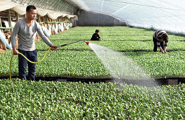 入冬以來,河北省阜城縣的苗農積極投入到瓜果蔬菜秧苗的培育