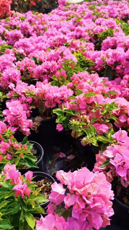 明天下午3點(diǎn)試播,記得來撿漏 花卉綠植