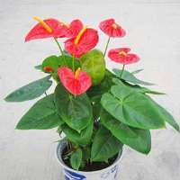 -新邵縣四季青草業(yè)園林藝術苗圃場