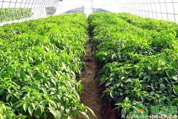 秋季大棚蔬菜種植技術(shù)及管理注意事項(xiàng)