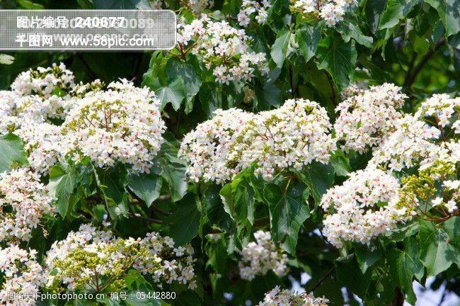 白色純凈花花朵鮮花花卉繁花似景