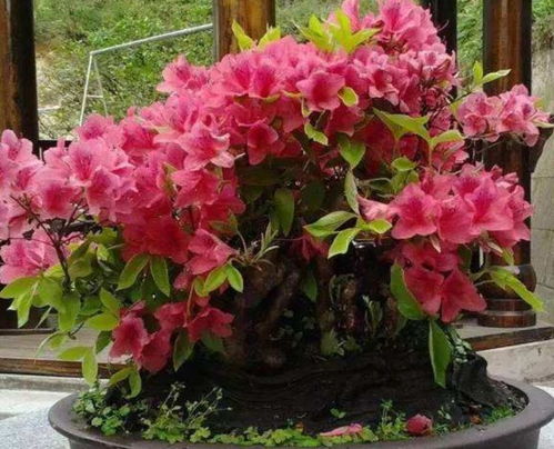 養開花類花卉,要施這種肥料才能多開花,用錯了只長葉子不開花