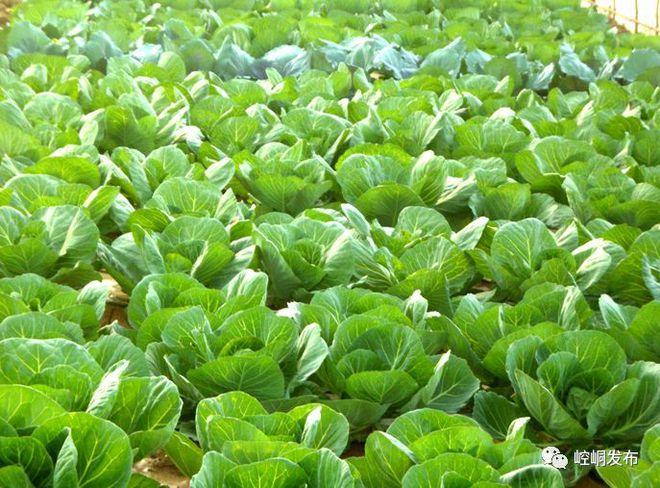 助 力 脫 貧全區(qū)引進(jìn),培育綠康源,天源,高科農(nóng)林,豐源等10家蔬菜生產(chǎn)