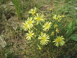 苦菜花花卉桌面壁紙 第1張