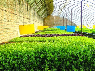 培育無(wú)病蟲蔬菜種苗(圖)