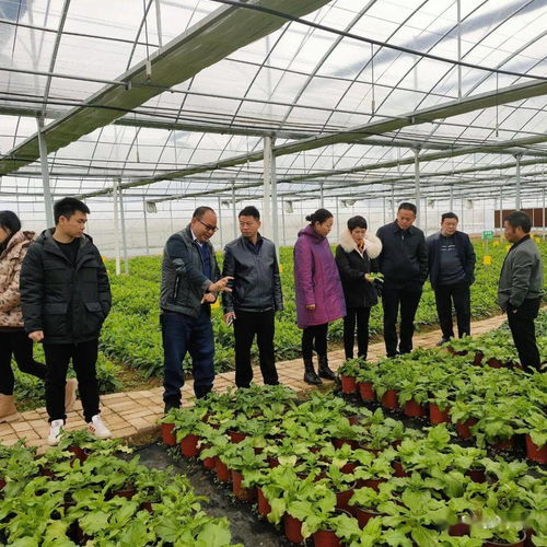 黃平舊州 做好 菜 文章 打造綠色蔬菜產業(yè)園