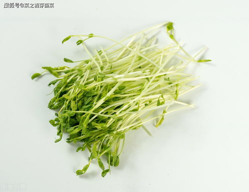 芽苗蔬菜栽培技術