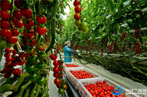 甘肅張掖 戈壁農(nóng)業(yè)成百姓致富錦囊