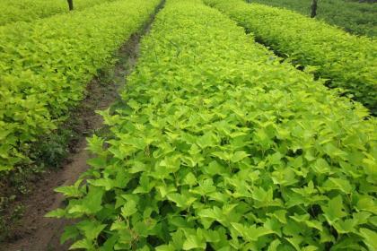 榆中林木產(chǎn)品信息_找信息上榆中百業(yè)網(wǎng)林木頻道