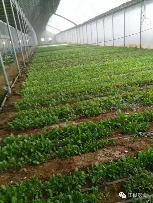 櫻桃采摘自駕游櫻桃草莓蔬菜采摘火龍果木瓜觀賞香豬比賽農(nóng)家飯