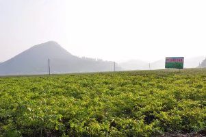 羅平縣 林木種苗內需充裕