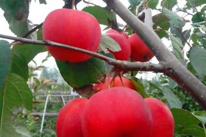 郯城林木產(chǎn)品信息_找信息上郯城百業(yè)網(wǎng)林木頻道