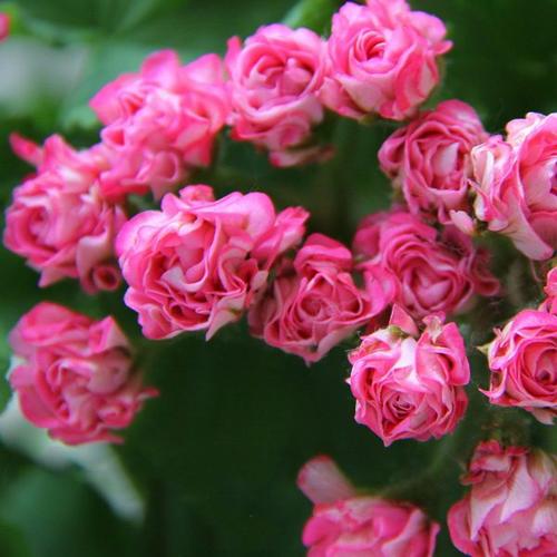 重瓣直立天竺葵花苗粉碗室內庭院窗臺陽臺多花勤花盆栽花卉-圖3