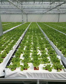 農業水培蔬菜如此受歡迎,無土栽培技術卻如此簡單