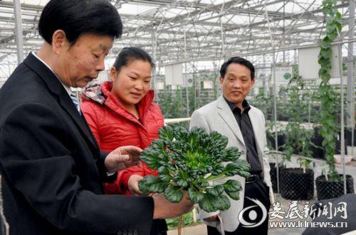 農(nóng)科基地培育的"烏塌菜","牛角茄"等新奇蔬菜引來(lái)大家濃厚興趣