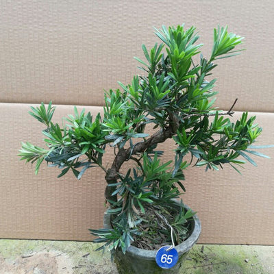 實拍羅漢松微型樹樁盆栽雀舌樹苗 推薦