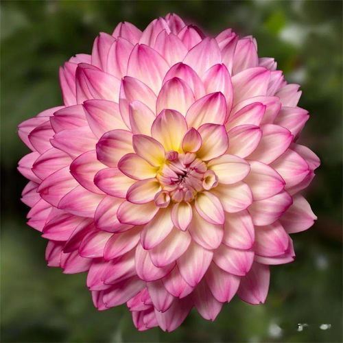 先正達(dá)花卉無性系品種 新品