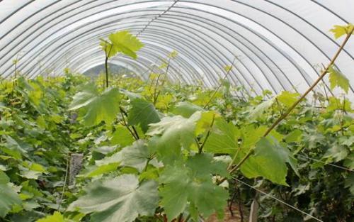 大棚蔬菜點花蘸花技巧