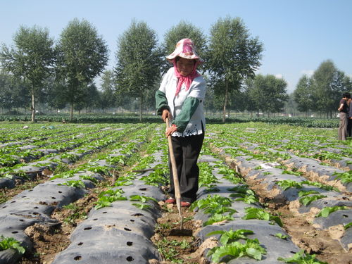 魯沙爾網(wǎng)圍欄 圍欄網(wǎng)廠家