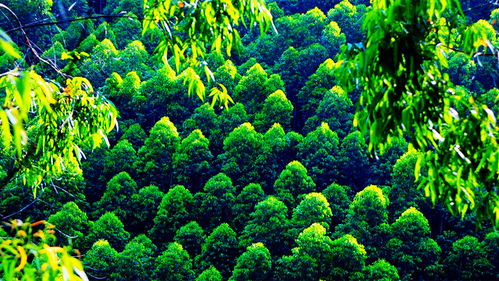 誰,把廣西推上木材產量第一的寶座