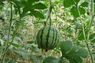 據(jù)說99 的人都看過后都興奮不已,你還在等什么