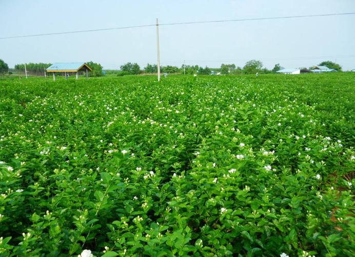 p>橫州茉莉花,廣西壯族自治區(qū)橫州市特產(chǎn),中國國家地理標(biāo)志產(chǎn)品.