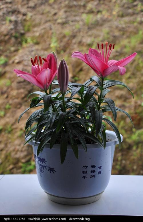 香水百合盆栽圖片