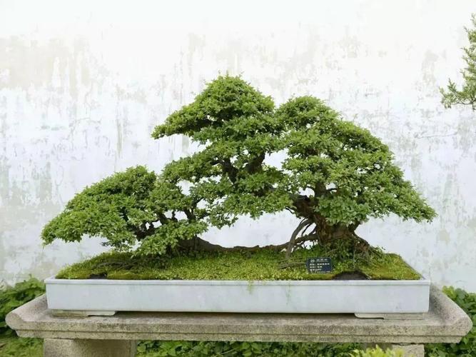 雀梅盆景圖片雀梅盆景養(yǎng)護與管理方法