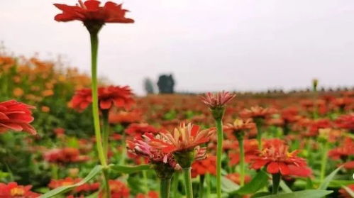 鶴壁這個地方驚現大片花海 等你來打卡
