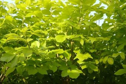 魚臺林木產(chǎn)品信息_找信息上魚臺百業(yè)網(wǎng)林木頻道