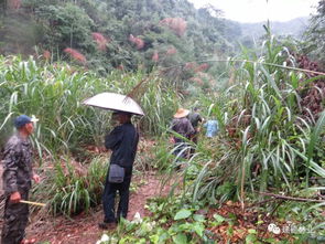 盜濫伐林木大案 這個村主任 犯渾 把自己犯進大牢