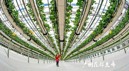 央媒看花都丨廣州花都:美麗鄉(xiāng)村入畫來