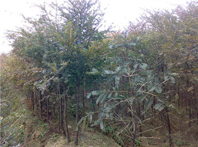 紅豆杉苗-紅豆杉苗產品圖片-江西省九江市廬山林木種苗站供應商-湖南花木網