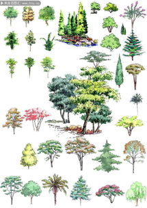 園林景觀植物樹木圖片素材