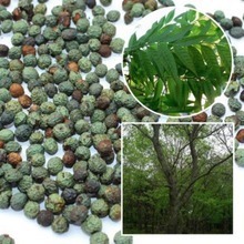 【樹(shù)種】最新最全樹(shù)種 產(chǎn)品參考信息