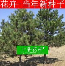 【黑松種子】最新最全黑松種子 產(chǎn)品參考信息