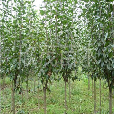 林木種子 基地綠化苗木批發(fā) 西府海棠苗 速生海棠規(guī)格齊全 量大優(yōu)惠-沭陽縣新河鎮(zhèn)欣茂苗木園藝場提供林木種子 基地綠化苗木批發(fā) 西府海棠苗 速生海棠規(guī)格齊全 量大優(yōu)惠的相關(guān)介紹、產(chǎn)品、服務(wù)、圖片、價格沭陽縣新河鎮(zhèn)欣茂苗木園藝場、苗木、工程苗、綠化小苗、果樹苗、草坪皮、地被植物、喬木、灌木、西府海棠、櫻花小苗、園藝工具、花盆