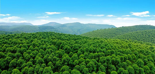 崇左寧明縣&ldquo;六個著眼&rdquo; 做大做強林木產(chǎn)業(yè)