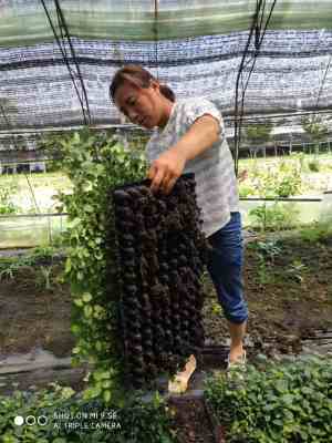 新聞 貴州藍(lán)莓苗的培育方法批發(fā)