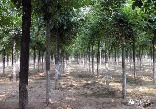 2020年,老品種將面臨巨大挑戰(zhàn)