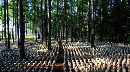 林業(yè)補助有哪些?林下食用菌、藥材項目申報要求及栽培規(guī)范是什么?