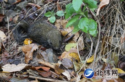 赤腹松鼠泛濫 創(chuàng)新機制除鼠害 寶興縣林業(yè)局組織開展林木鼠害防治