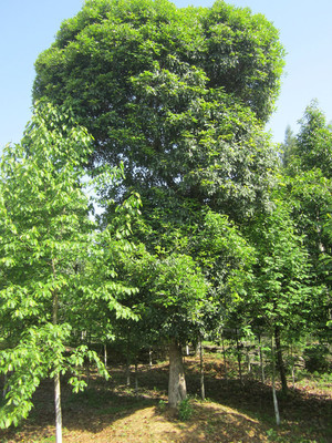 五峰土家族自治縣綠豐林木種苗繁育所