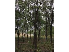 第5頁 產品展示 九江市林木種苗中心